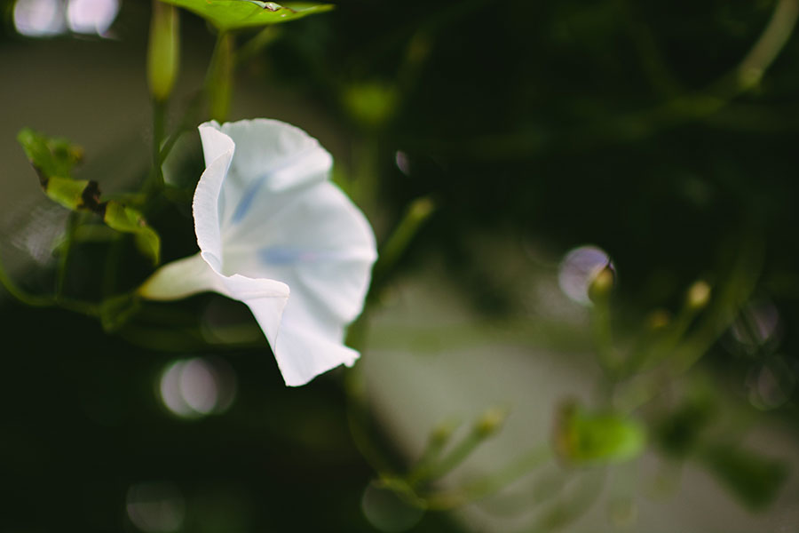 photo by The Inner Light Photography & Design