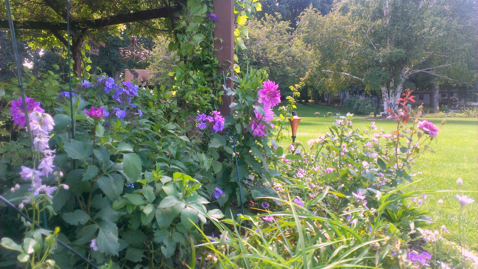 Clematis, Phlos, Dahlia, Delphinium, Geranium and Malva in flower