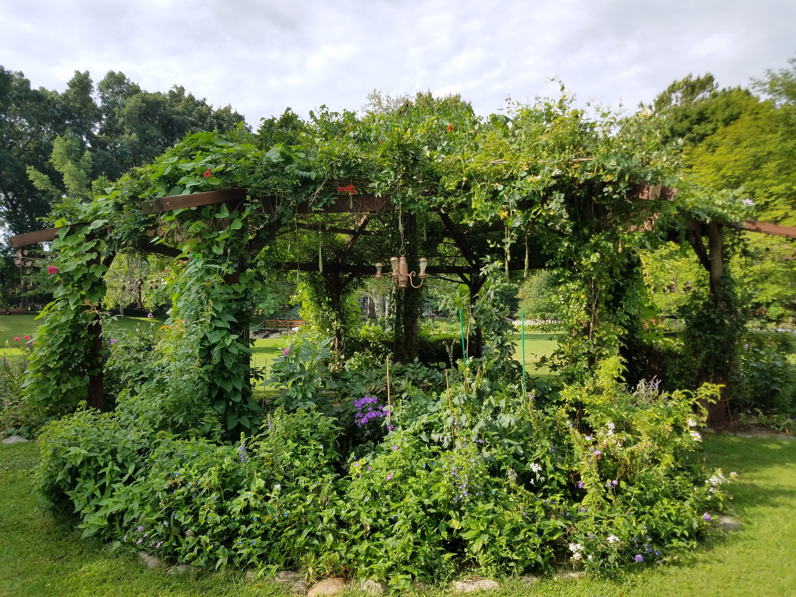 The Morning Glories are starting to hide the structure of the Flowering Gazebo, making it truly a gazebo smothered beneath foliage and flowers for the rest of the season