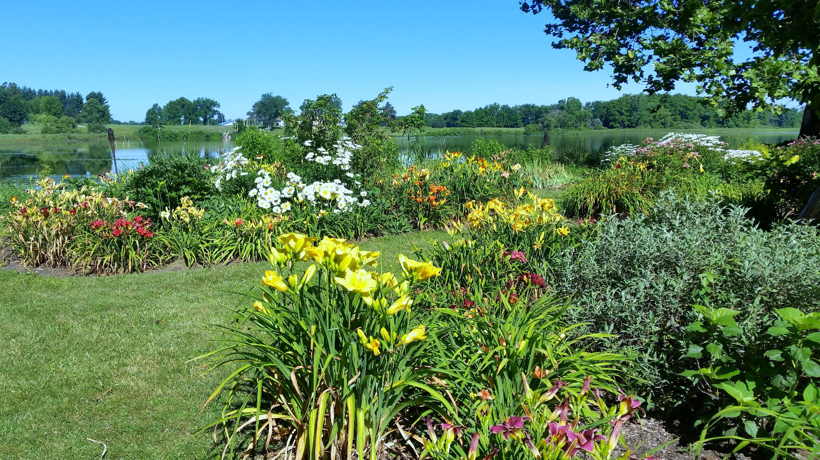 Daylily flowerbeds