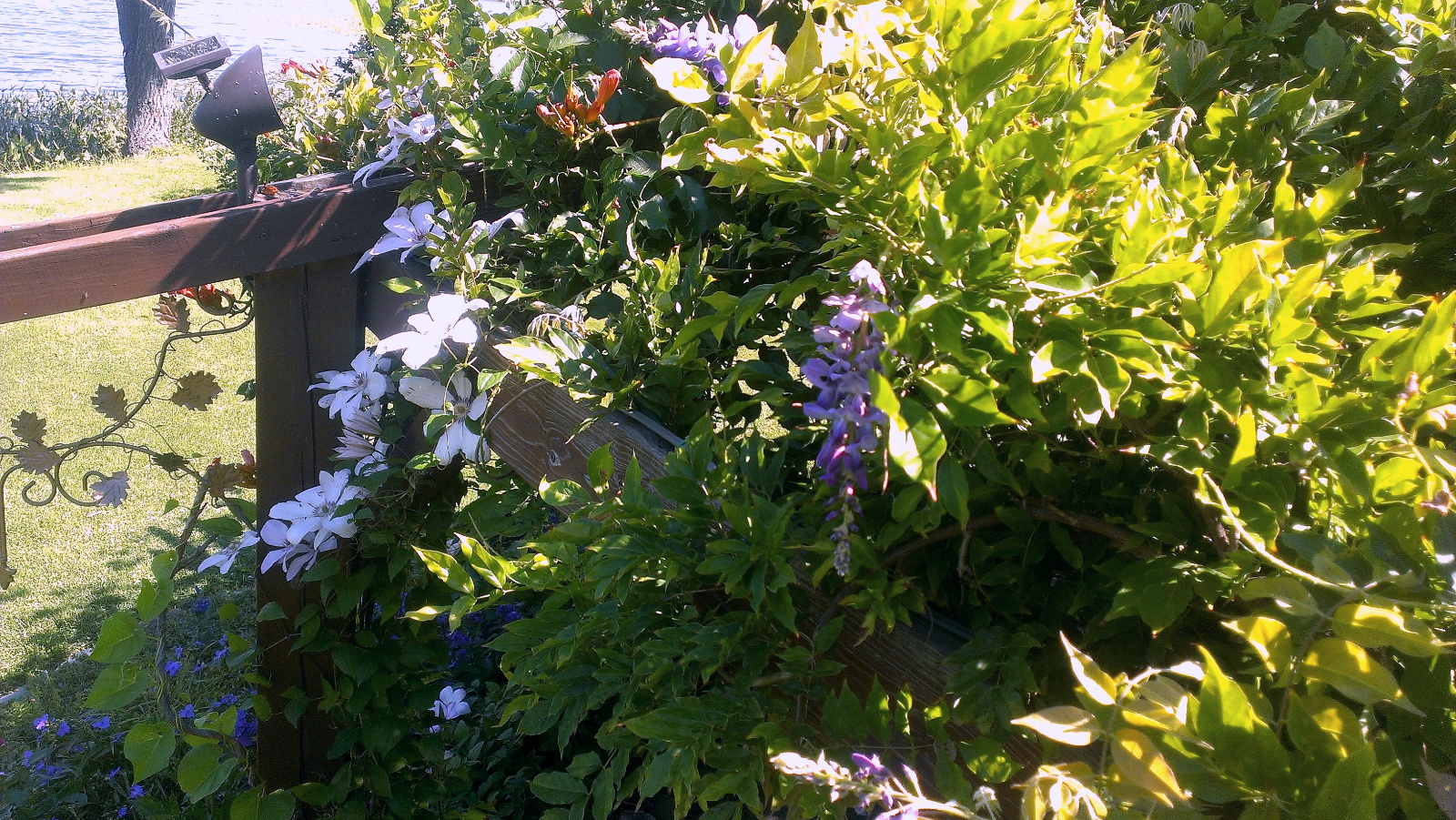 Clematis and interminant blooming purple Wisteria
