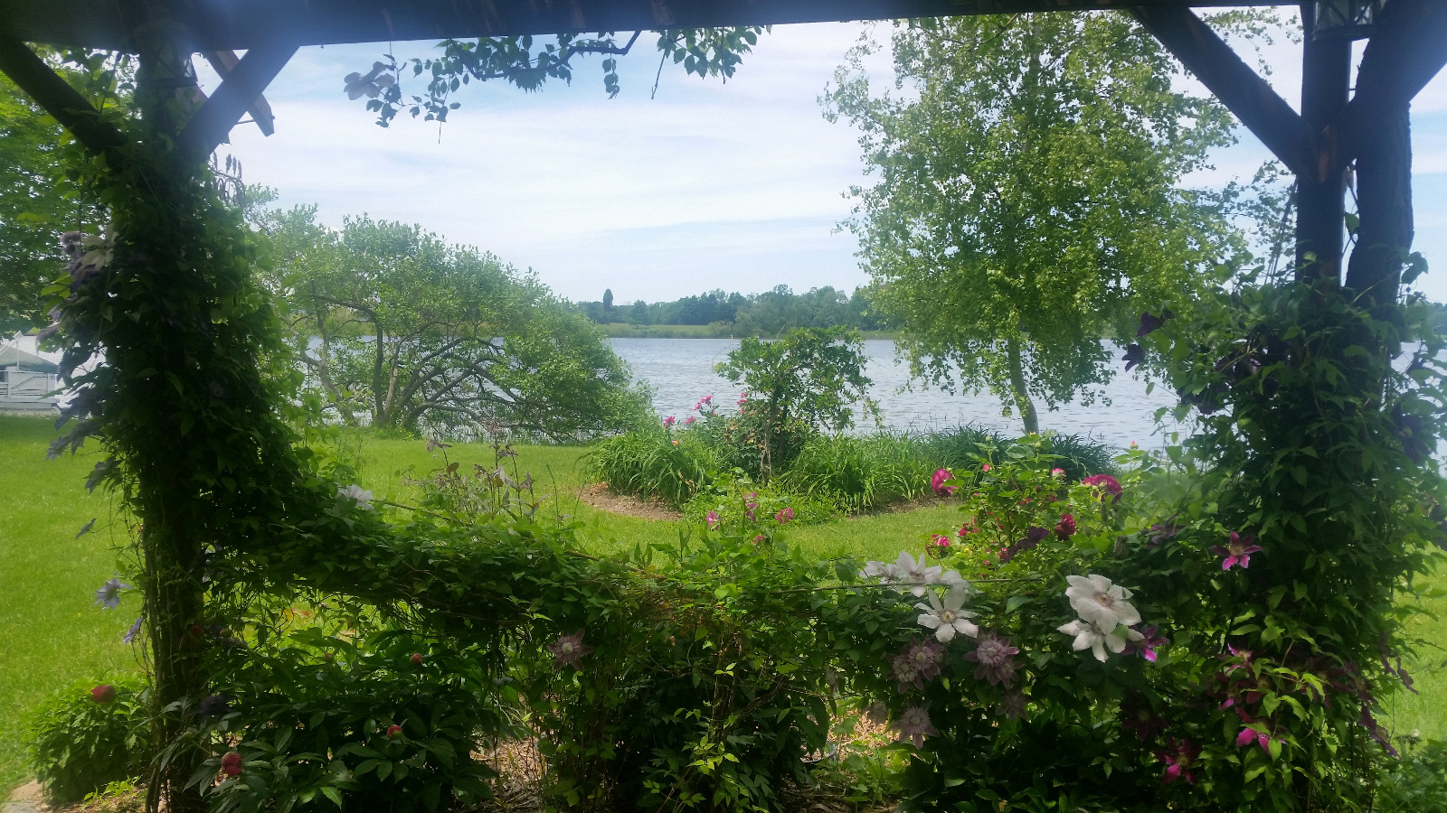 Garden Peony is just opening as Clematis and Roses continue their show