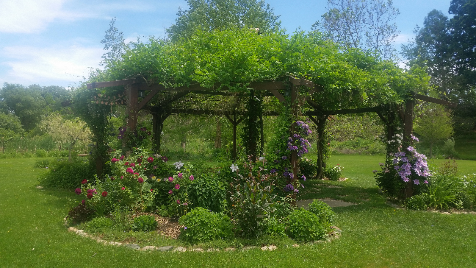 Clematis and Roses in beautiful display