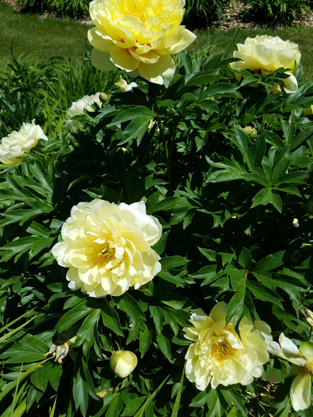 Yellow Peony in side flowerbeds by Cedar Gazebo