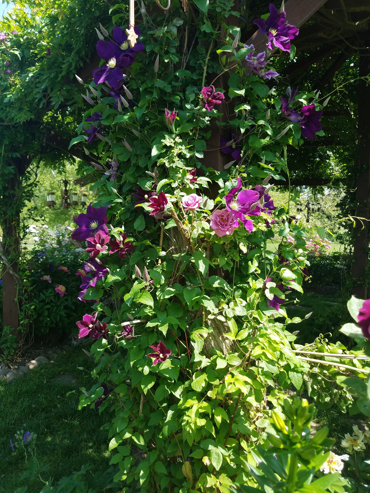 Two varieties of Clematis intertwine with a Climbing Angel Face Rose