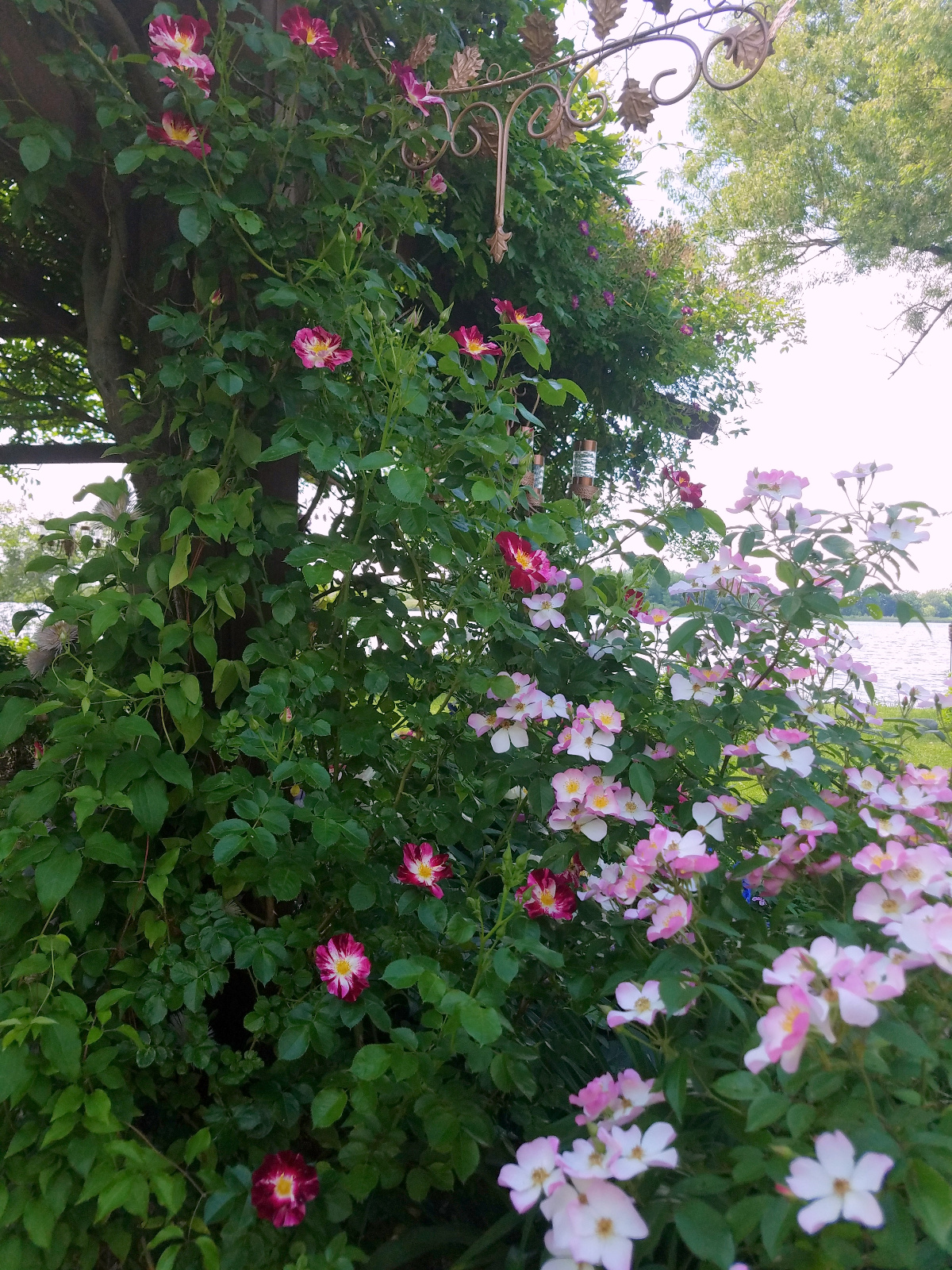 Purple Splash Climbing Rose and shade tolerant Lyda Rose