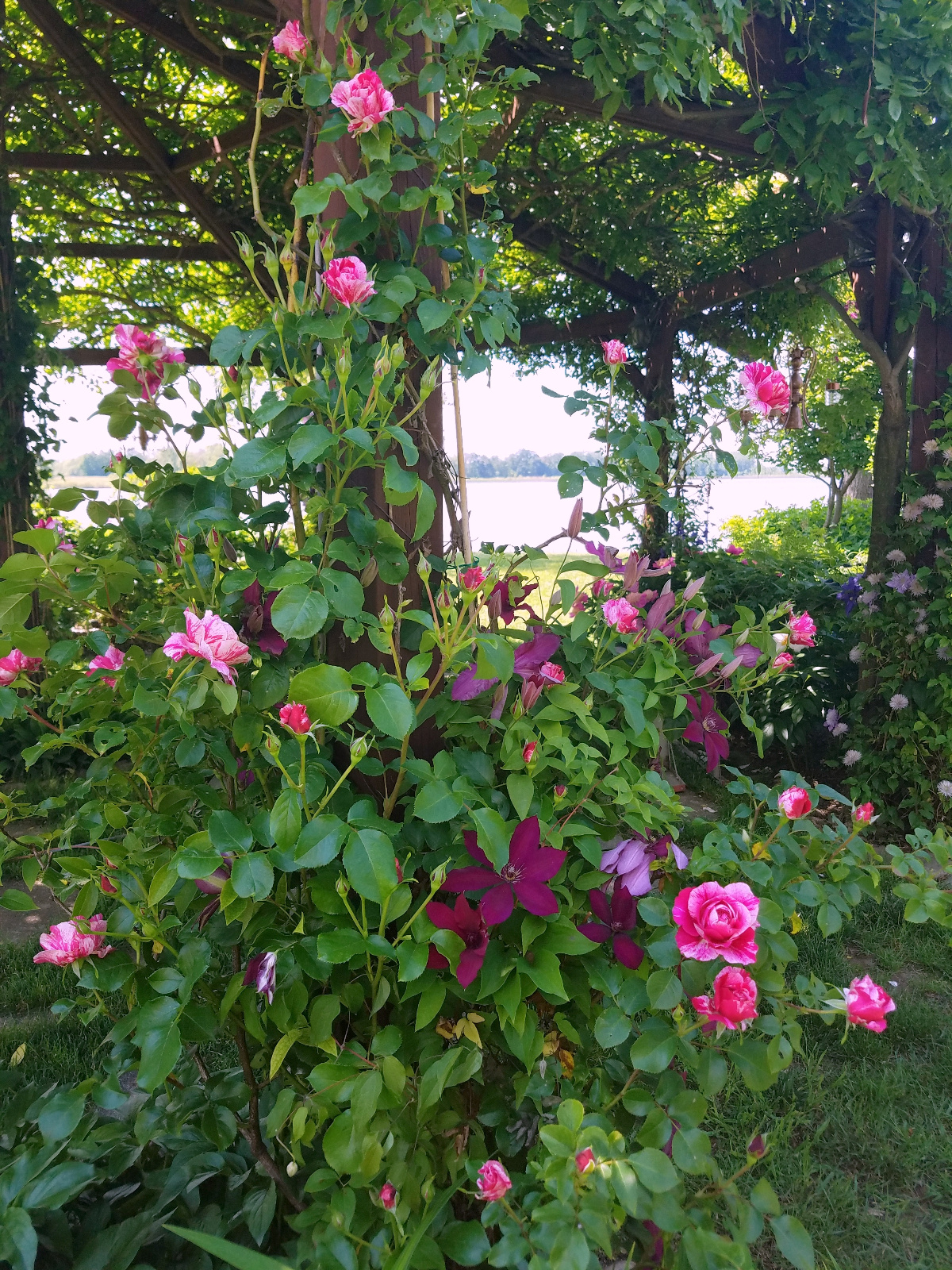 Raspberry Swirl Climbing Rose intertwined with dark red Clematis