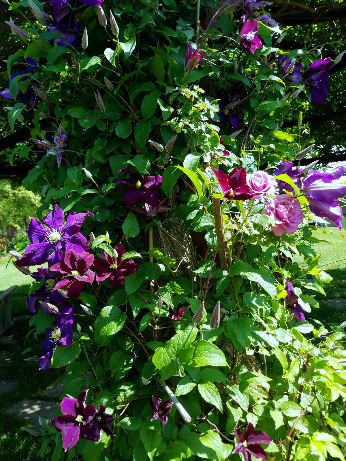 Clematis and Climbing Angel Face Rose