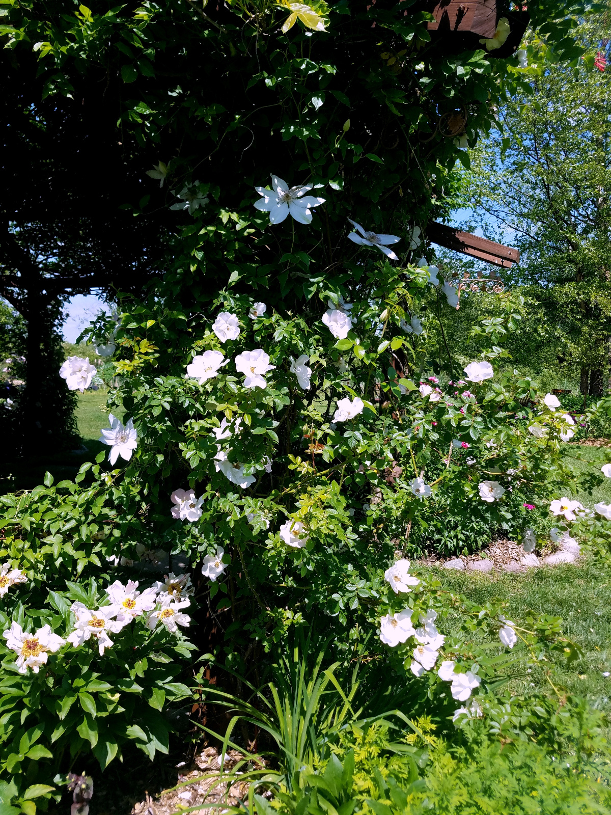 Climbing Rose, Clematis and red Honeysuckle