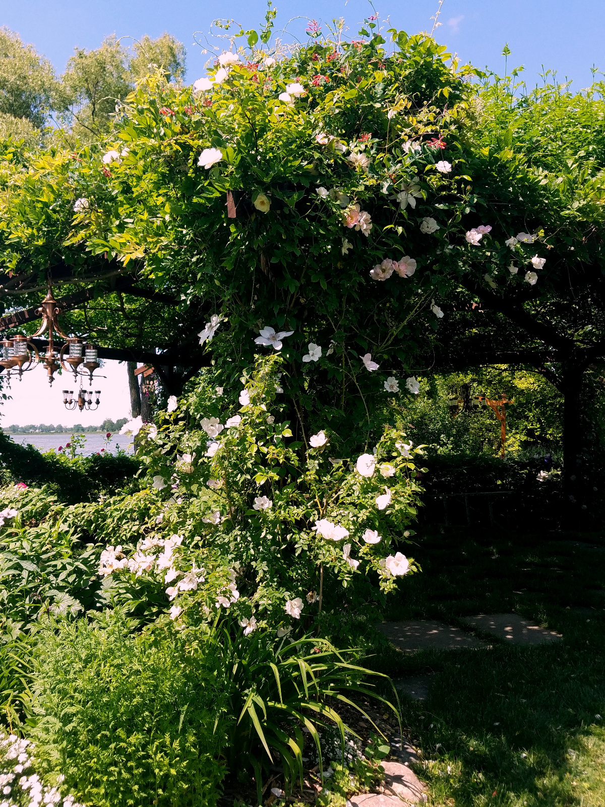 Climbing Rose, Clematis and red Honeysuckle