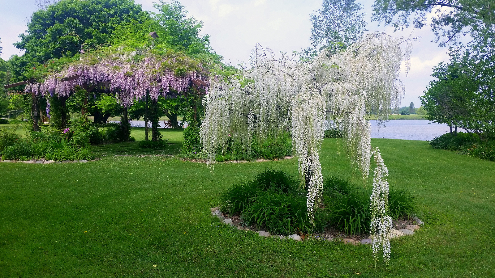 PINK WISTERIA IN BLOOM ATOP FLOWERING GAZEBO AND WHITE TREE WISTERIA IN ISOLATED FLOWERBED