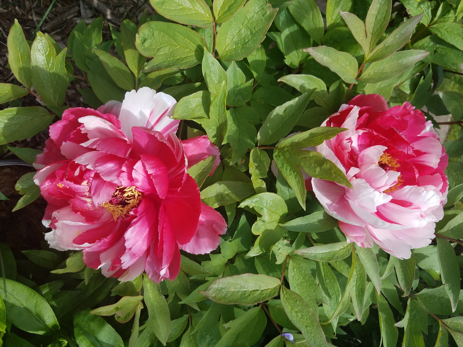 TREE PEONY