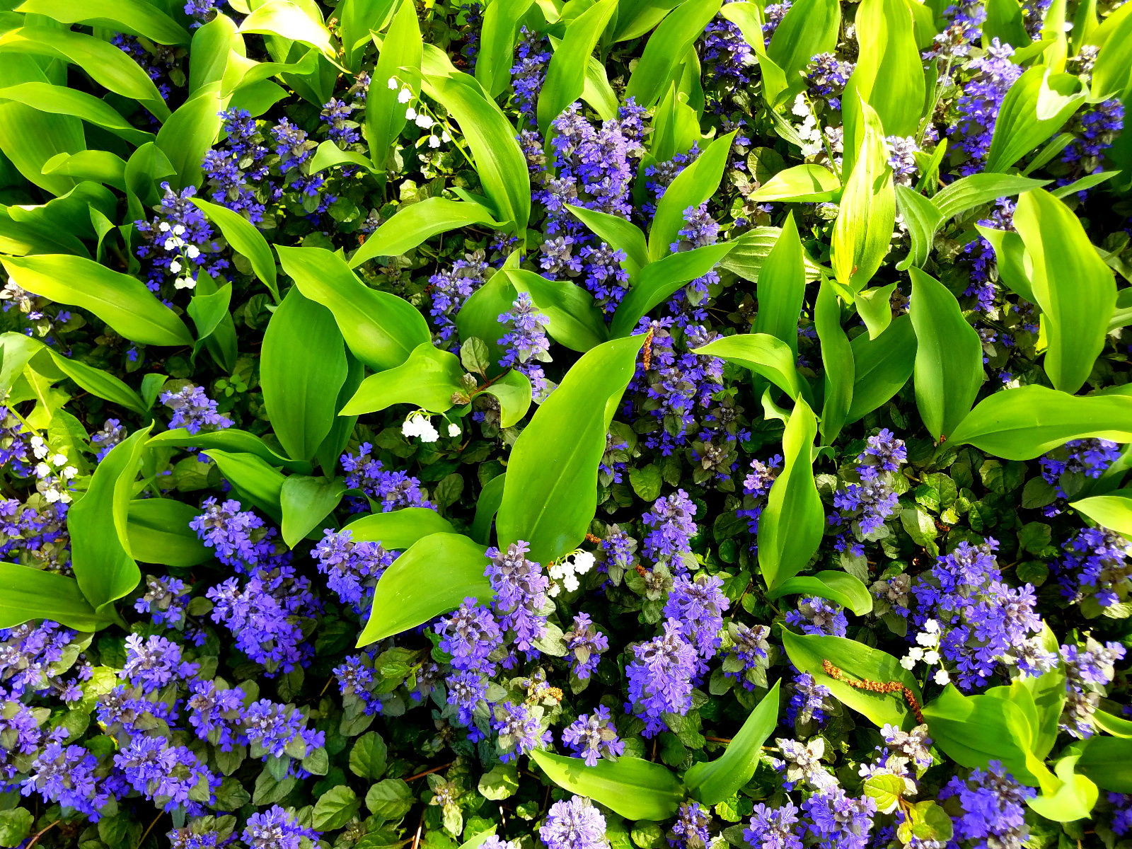 BLOOMING AJUGA AND LILY OF THE VALLEY BENEATH BIRCH TREE