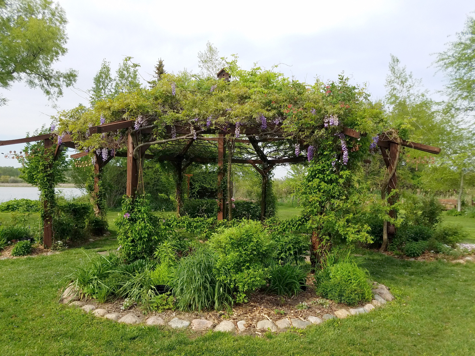 WISTERIA IN BLOOM ATOP FLOWERING GAZEBO; CLEMATIS START TO BLOOM