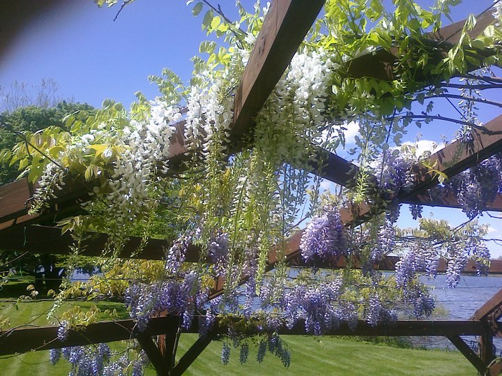 WISTERIA IN BLOOM ATOP FLOWERING GAZEBO