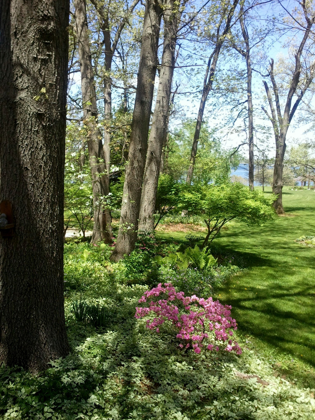 FRONT YARD FLOWERBED
