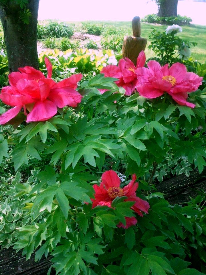 TREE PEONY IN FULL BLOOM