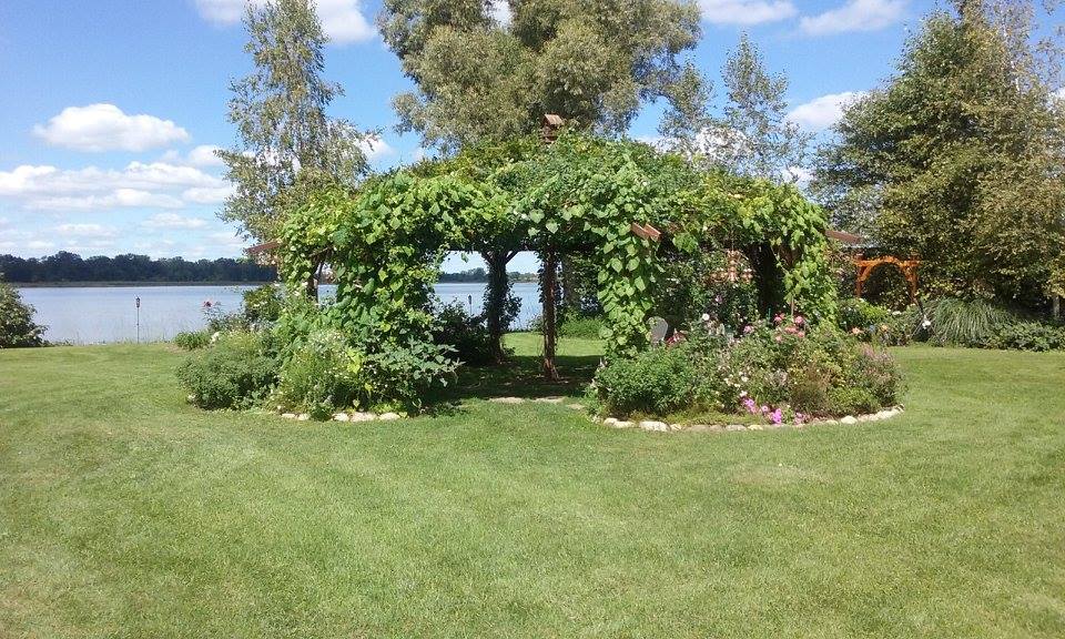 When the weather cools, the Morning Glories less in number but I think their huge leaves and the way the smother the structure is so cool