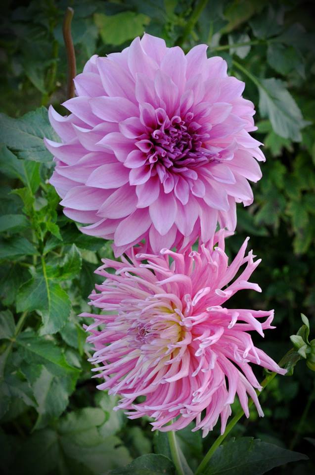 Two different varieties of Dahlia